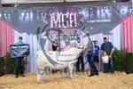 3rd-champion-bull.