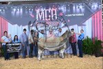 3rd-champion-market-animal