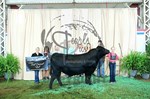 3rd overall bull