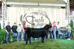 3rd heifer