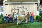 3rd steer