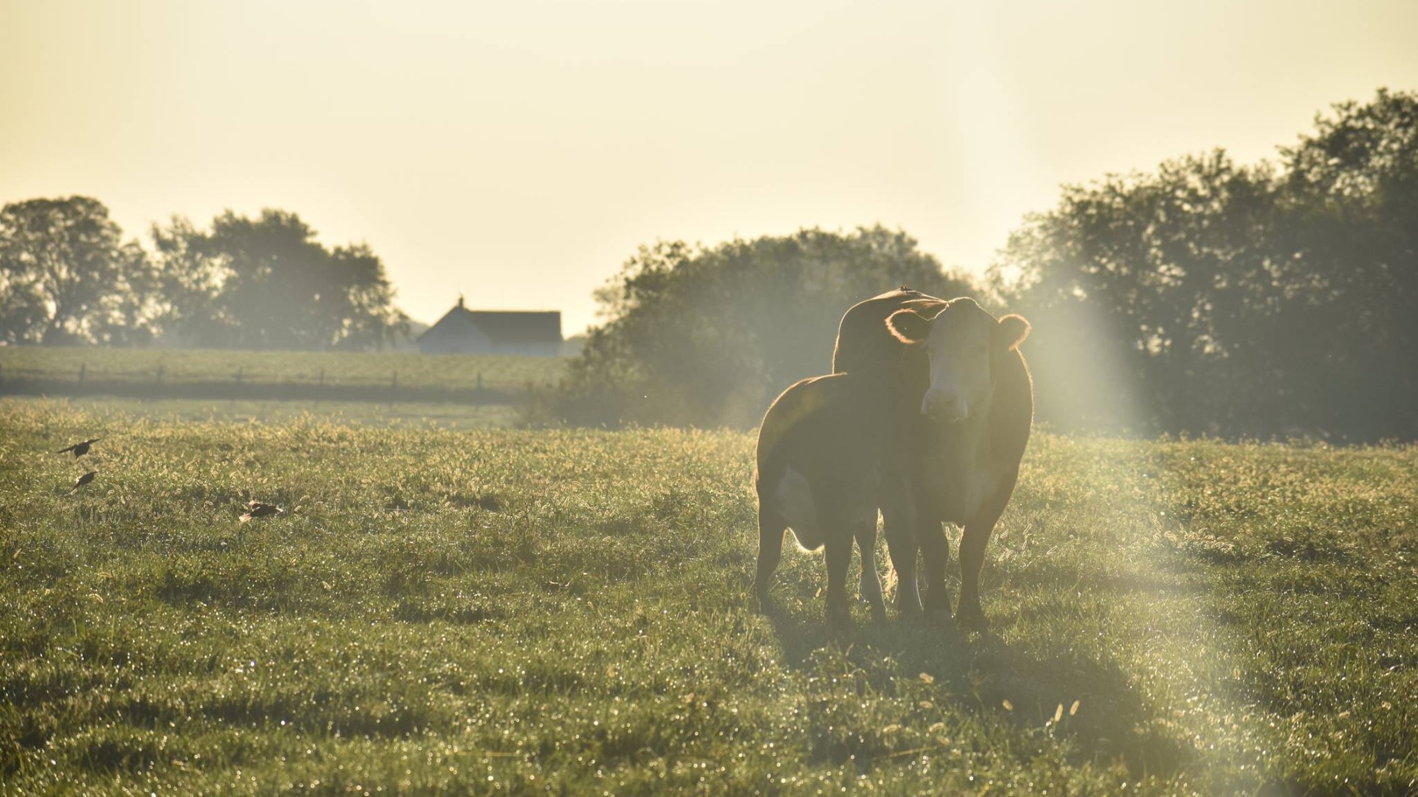 Hereford Sun