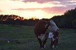 hereford cow calf