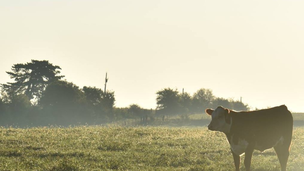 hereford single