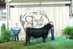 4th overall bull