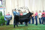 5th steer