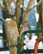 2022 MCA Photo Contest - Around the Farm Winner, Gavin Rhode - Safe Spot 