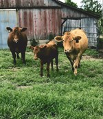 cattle-1st-senior-div-2024