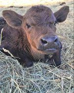 2022 MCA Photo Contest - Cattle Winner, Chase Litton - Nap Time 