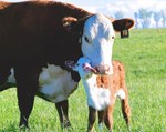 cattle-junior-div-2024