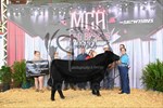 champion-bull
