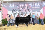 champion-market-animal.