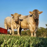 Char Bulls