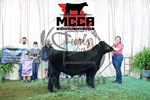 grand steer