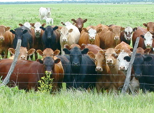 group of cattle