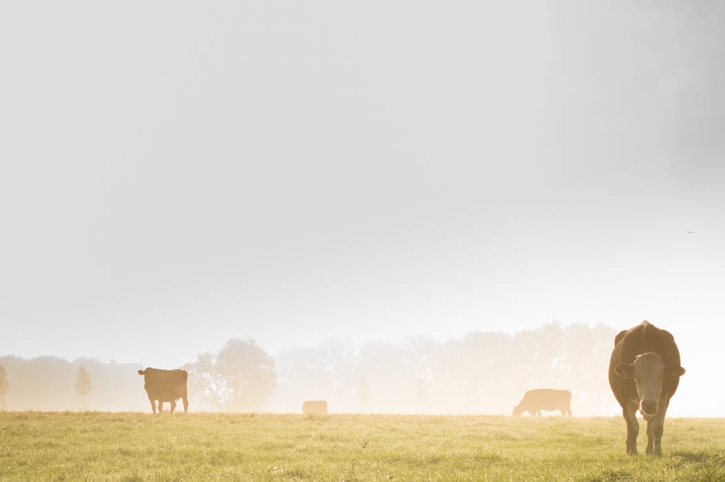 landscape-fog-meadow-mist