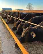 Meet me at the Trough