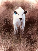 calf
