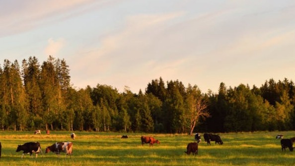 landscape green grass