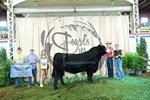 Reserve Champ Bull