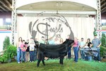 reserve champ heifer